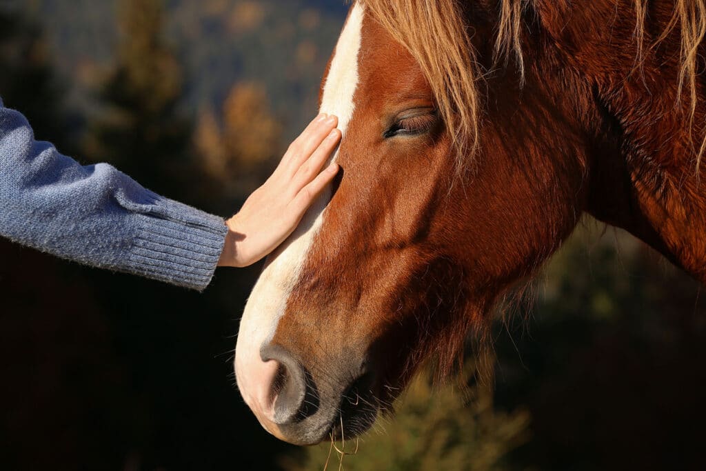 Equine Therapy