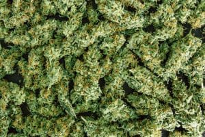 marijuana